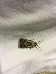 Agrotis vestigialis