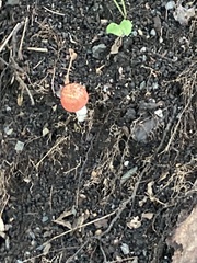 Amanita parcivolvata
