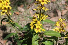 Galphimia tuberculata