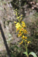 Galphimia tuberculata