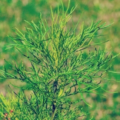 Artemisia abrotanum