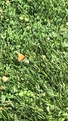Euptoieta claudia