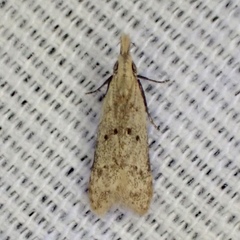 Dichomeris punctipennella