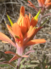 Castilleja lindheimeri
