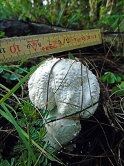 Saproamanita vittadinii