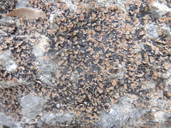 Psora pseudorussellii