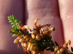 Erica inaequalis