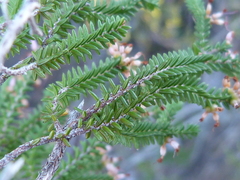 Erica inaequalis