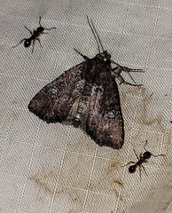 Mesapamea fractilinea