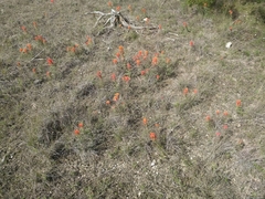 Castilleja lindheimeri
