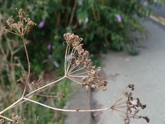 Conium maculatum