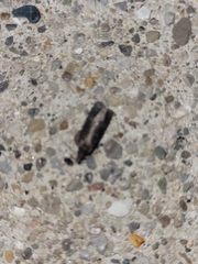 Pseudochelaria