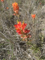 Castilleja lindheimeri