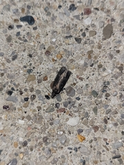 Pseudochelaria