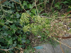 Conium maculatum