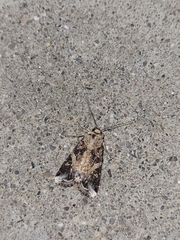 Spodoptera ornithogalli