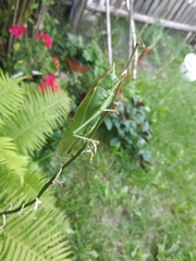 Tettigonia viridissima