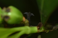 Lycoderides