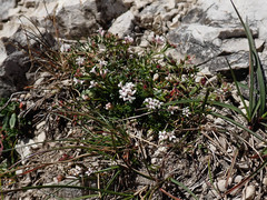 Asperula neilreichii