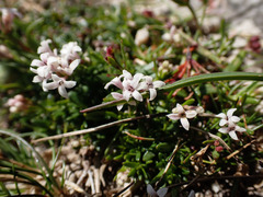 Asperula neilreichii