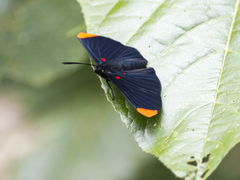 Melanis smithiae xarifa