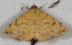Hemeroplanis floccalis