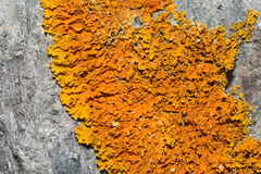 Xanthoria calcicola