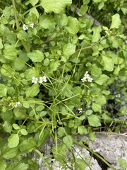 Nasturtium microphyllum