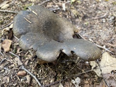 Craterellus cornucopioides