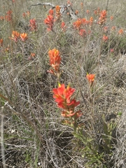 Castilleja lindheimeri