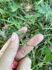 Galium lanceolatum