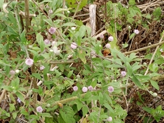 Isocarpha microcephala