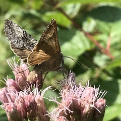 Syngrapha viridisigma