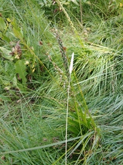 Platanthera dilatata albiflora