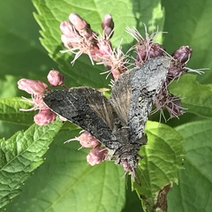 Syngrapha viridisigma