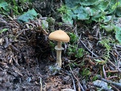 Cystoderma carcharias fallax