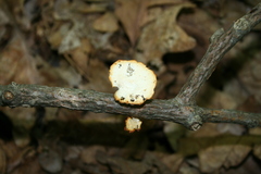 Neofavolus americanus