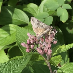 Syngrapha viridisigma