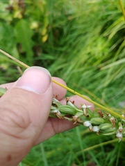 Platanthera dilatata albiflora