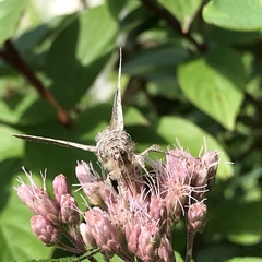 Syngrapha viridisigma