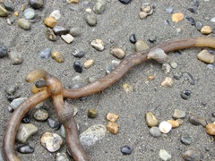 Macrocystis pyrifera