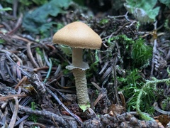 Cystoderma carcharias fallax