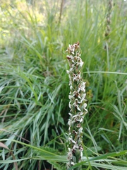 Platanthera dilatata albiflora