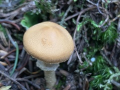 Cystoderma carcharias fallax