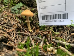 Cystoderma carcharias fallax