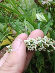 Platanthera dilatata albiflora
