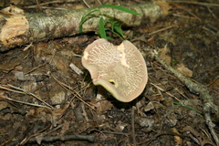 Boletellus chrysenteroides