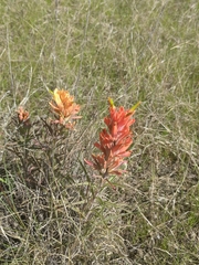 Castilleja lindheimeri