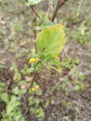 Malvastrum tomentosum