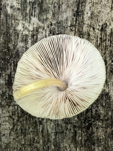 Pluteus romellii — (c) Robert M Hallock, some rights reserved (CC BY)
